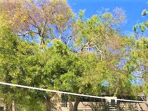 Newport Village | Costa Mesa, CA | Volleyball Court